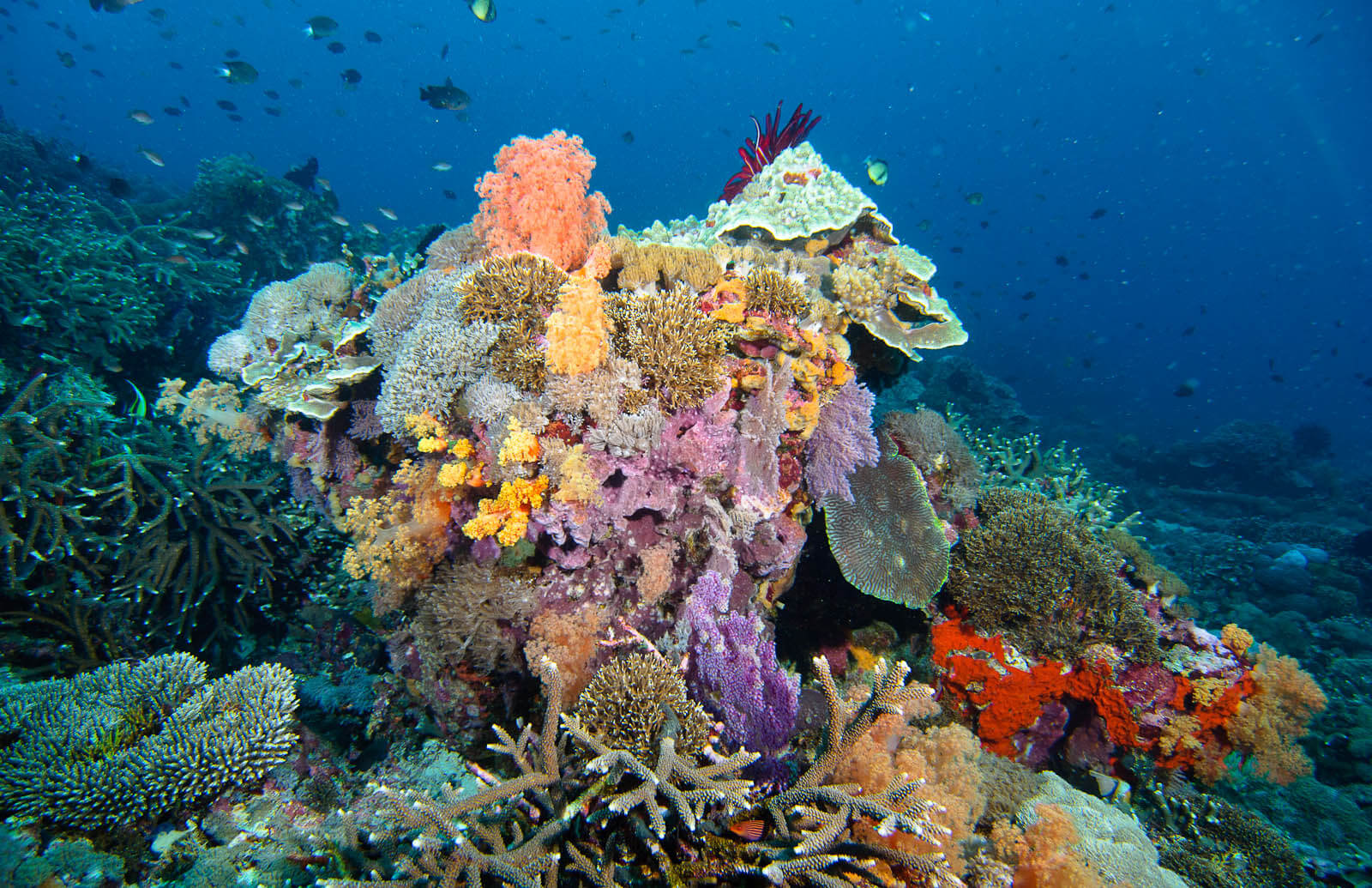 Nusa Penida Dive Sites Pure Dive Resort Eco Friendly Dive Resort on