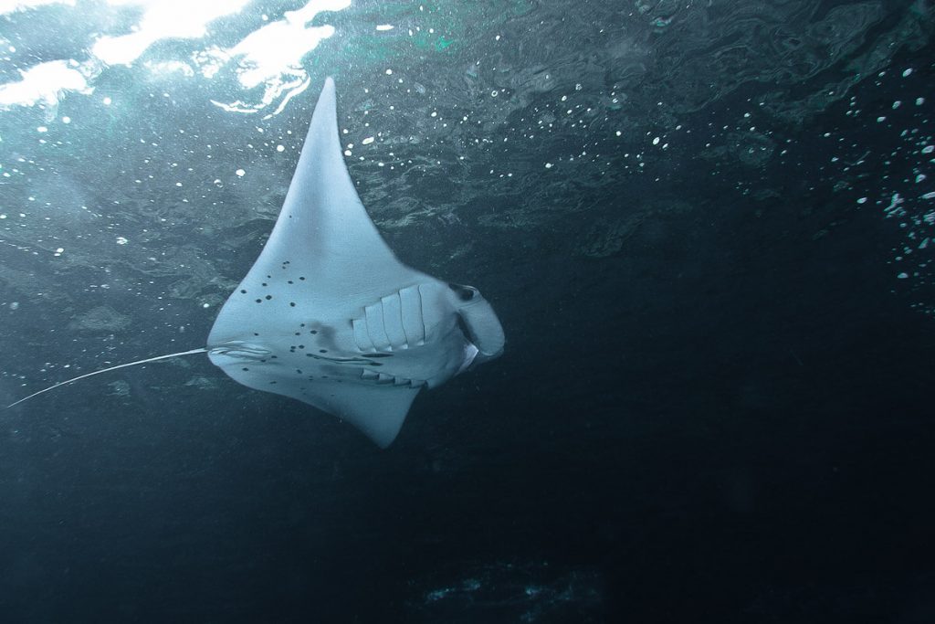 Gallery Pure Dive Resort Eco Friendly Dive Resort on Nusa Penida