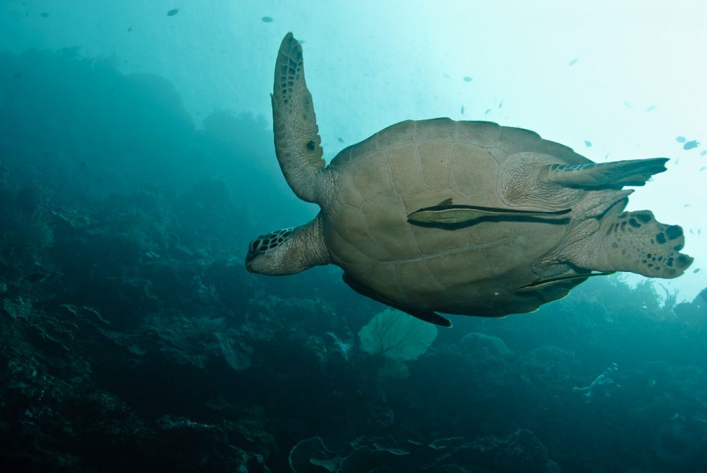 Pure Dive Resort Eco Friendly Dive Resort On Nusa Penida