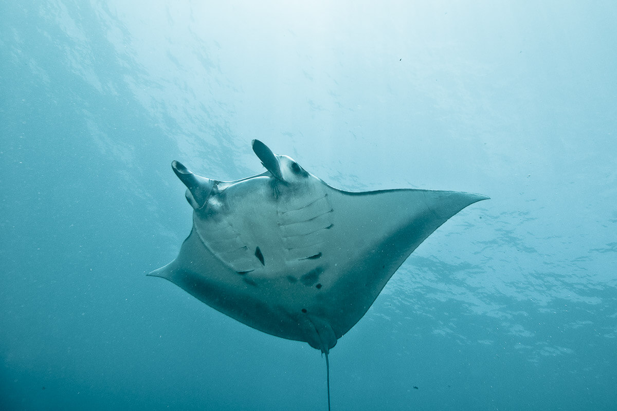 Pure Dive Resort Eco Friendly Dive Resort On Nusa Penida