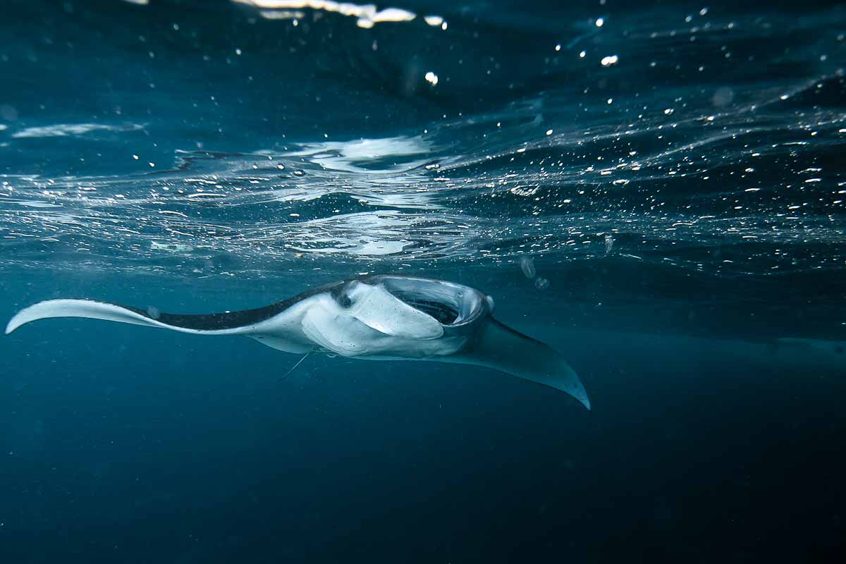 Freediving Nusa Penida