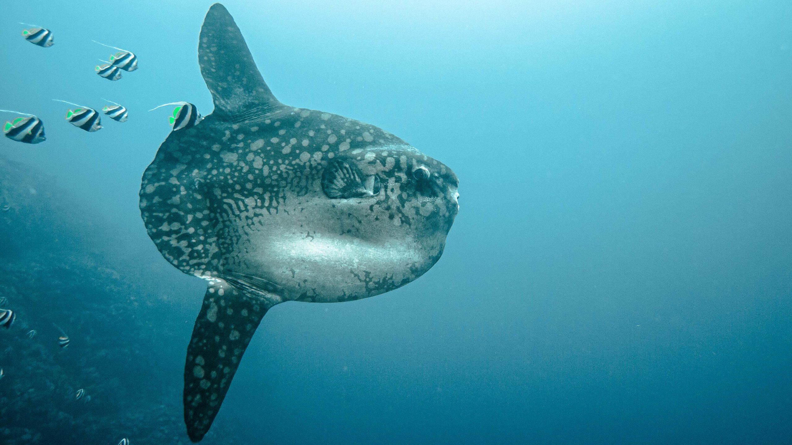 Penida Diving